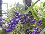 2009 Flora 050.JPG